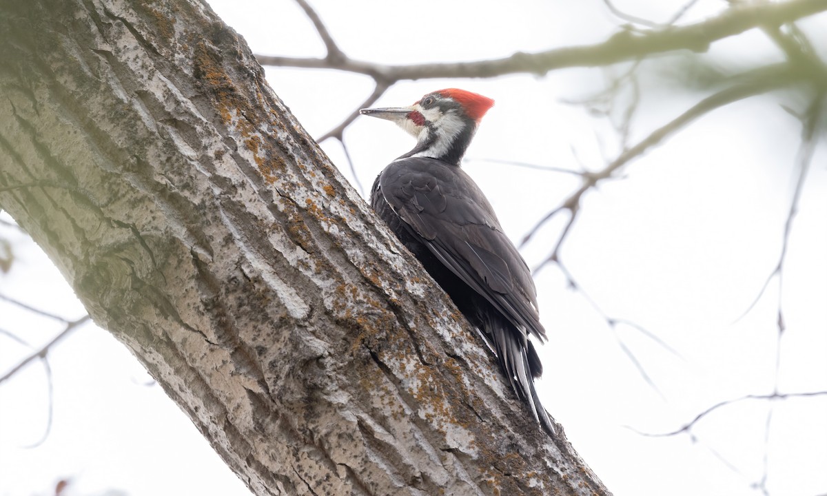 Pileated Woodpecker - Paul Fenwick