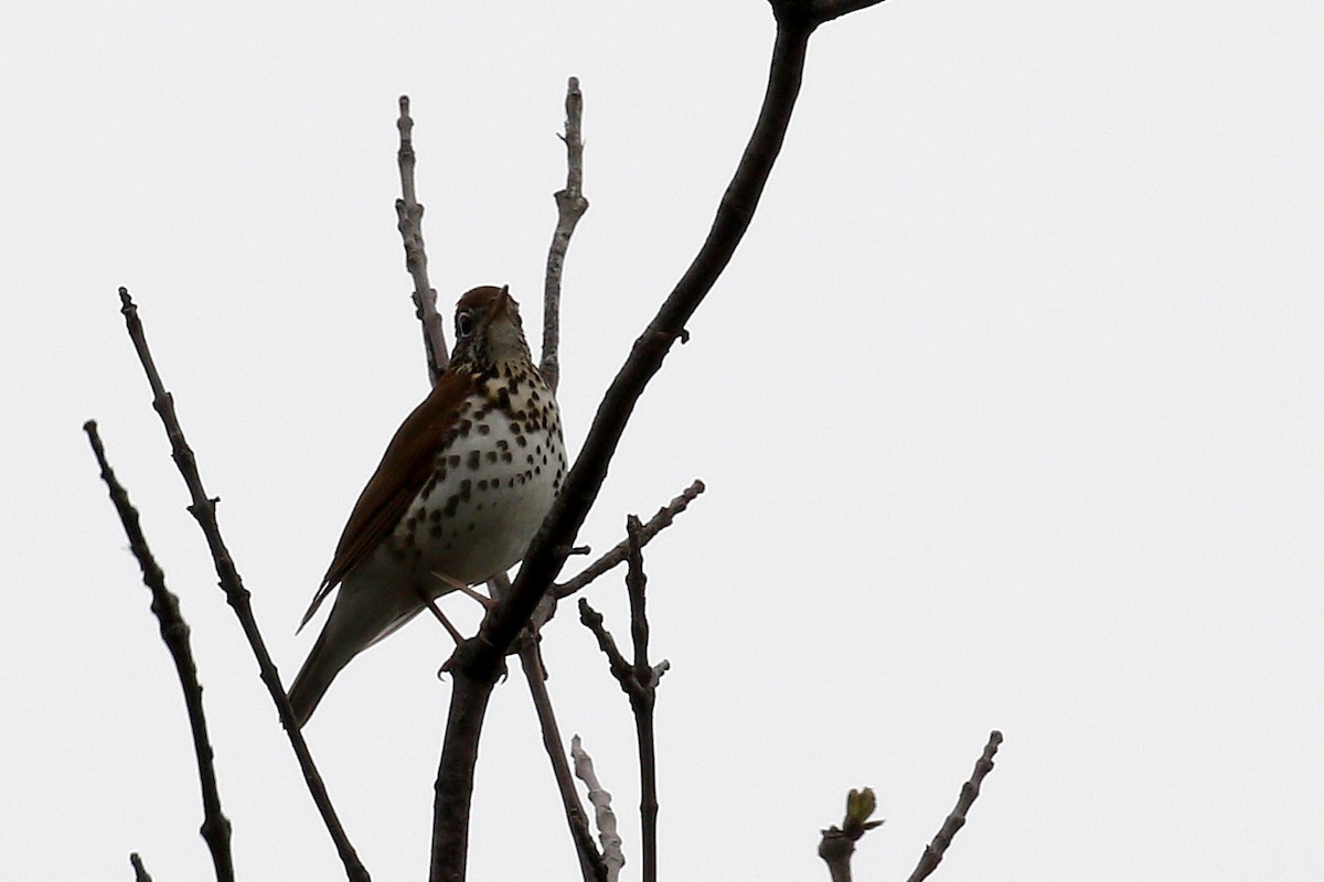 Wood Thrush - ML565198071