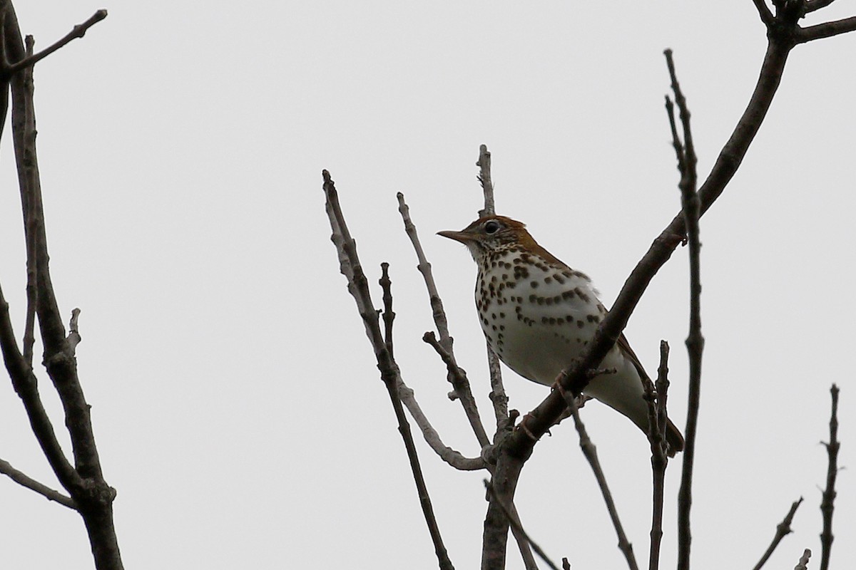 Wood Thrush - ML565198091