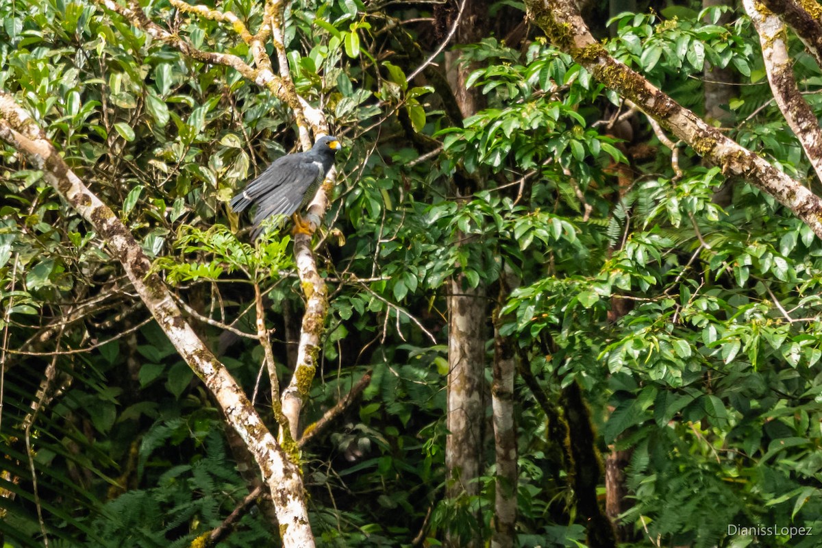 Barred Hawk - ML565198351