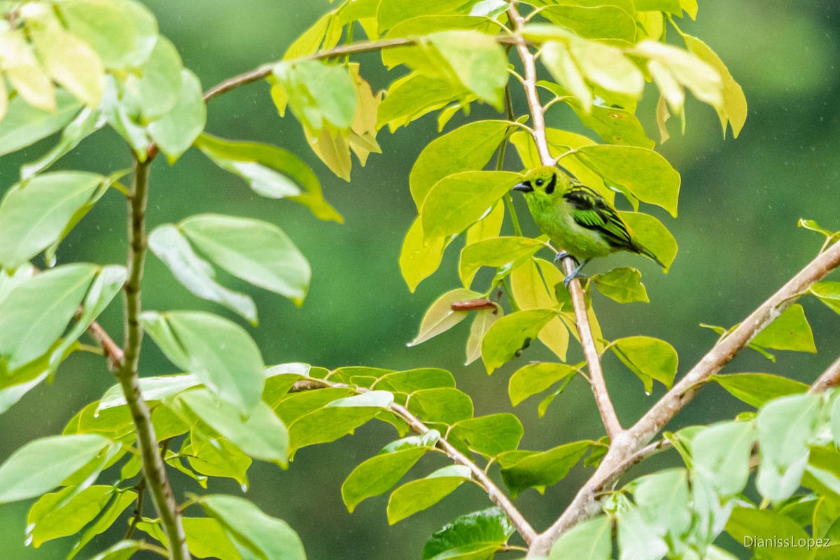 Emerald Tanager - ML565198391