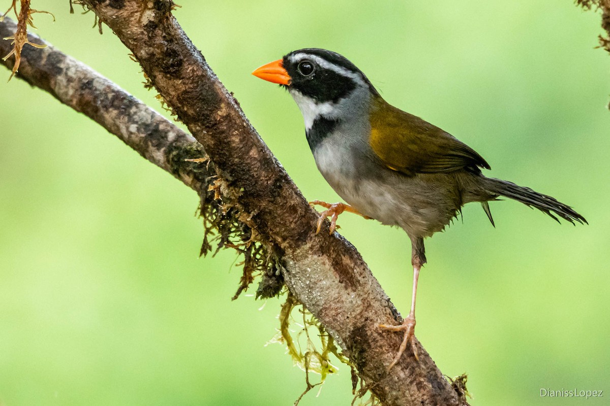 Orange-billed Sparrow - ML565198541