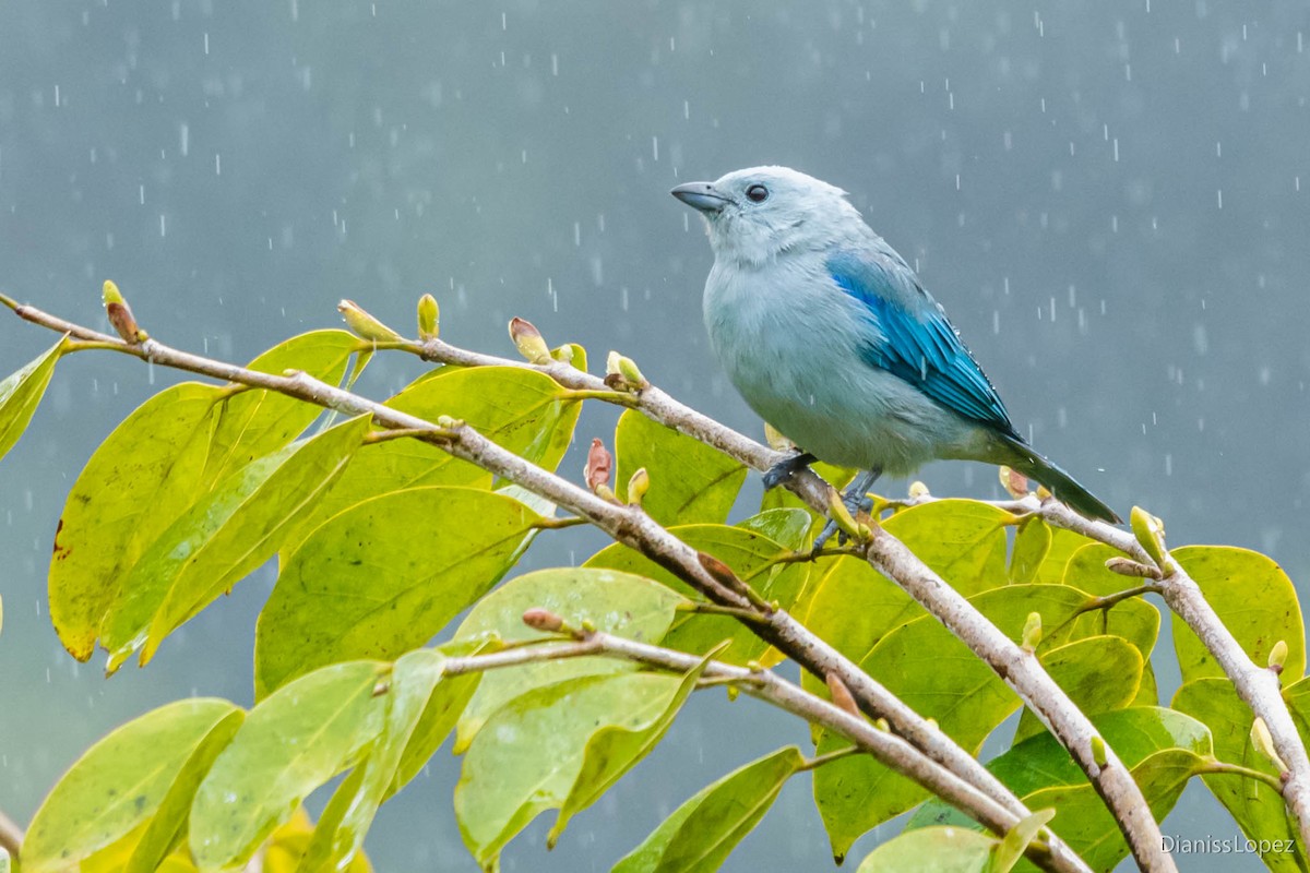 Blue-gray Tanager - Diana López G