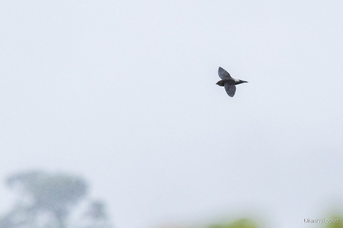 Gray-rumped Swift - ML565198811