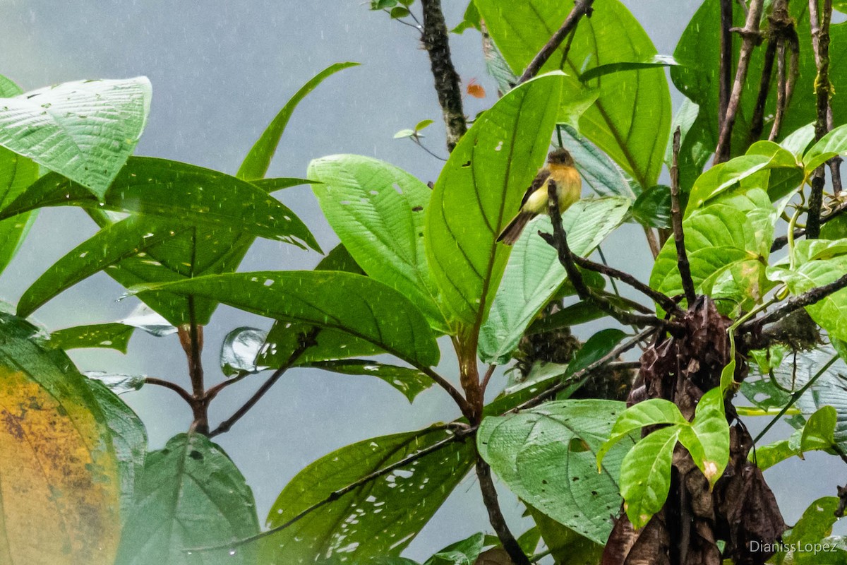 Tufted Flycatcher - ML565199301