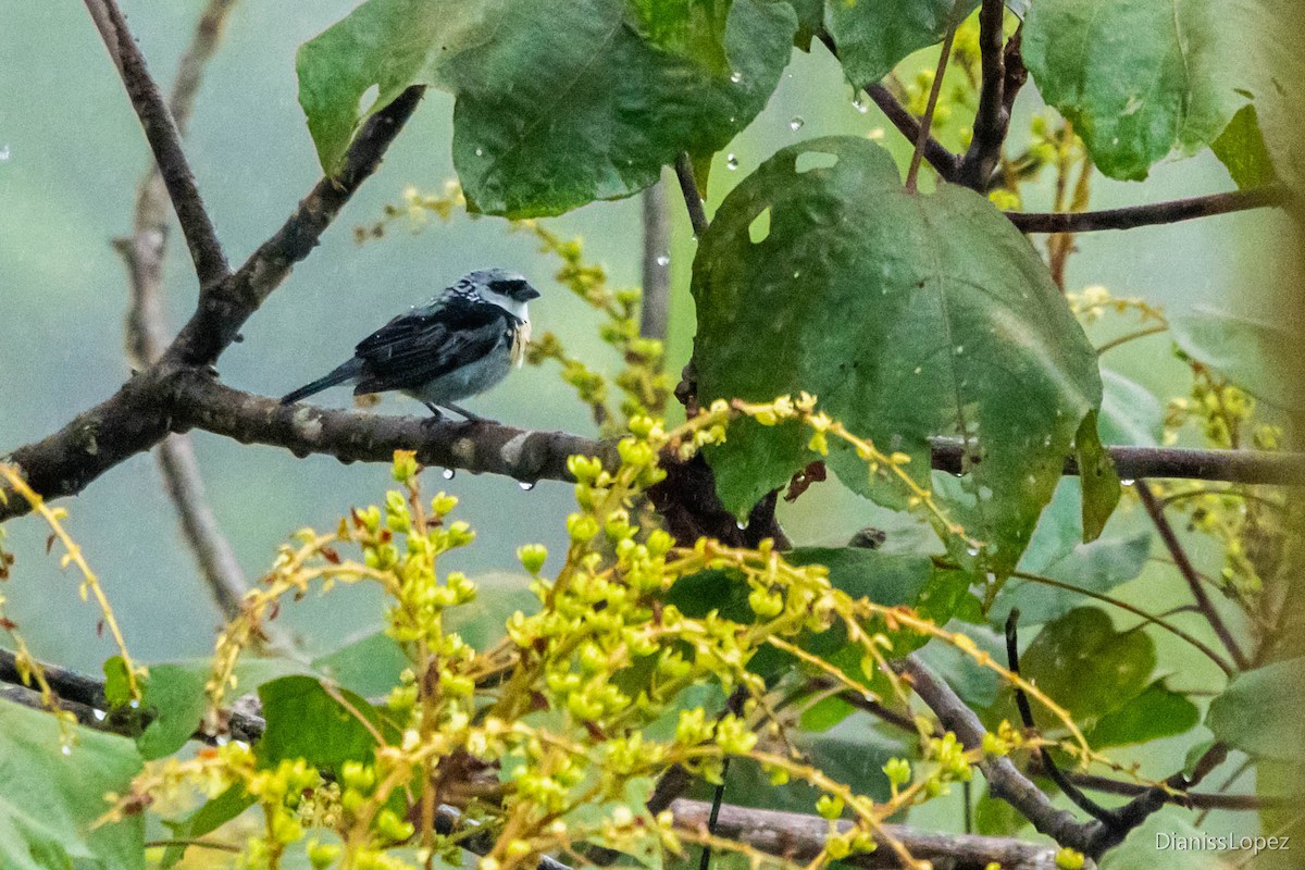 Gray-and-gold Tanager - ML565199631