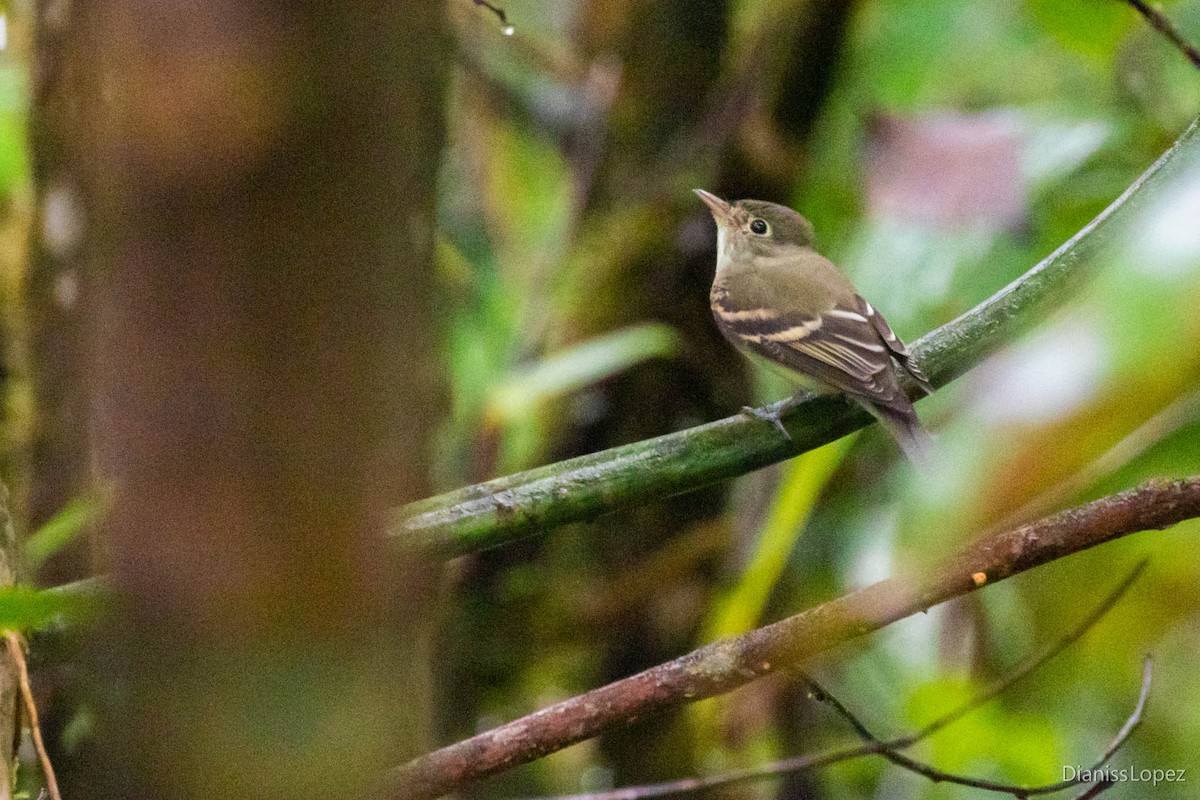 Willow Flycatcher - ML565199741