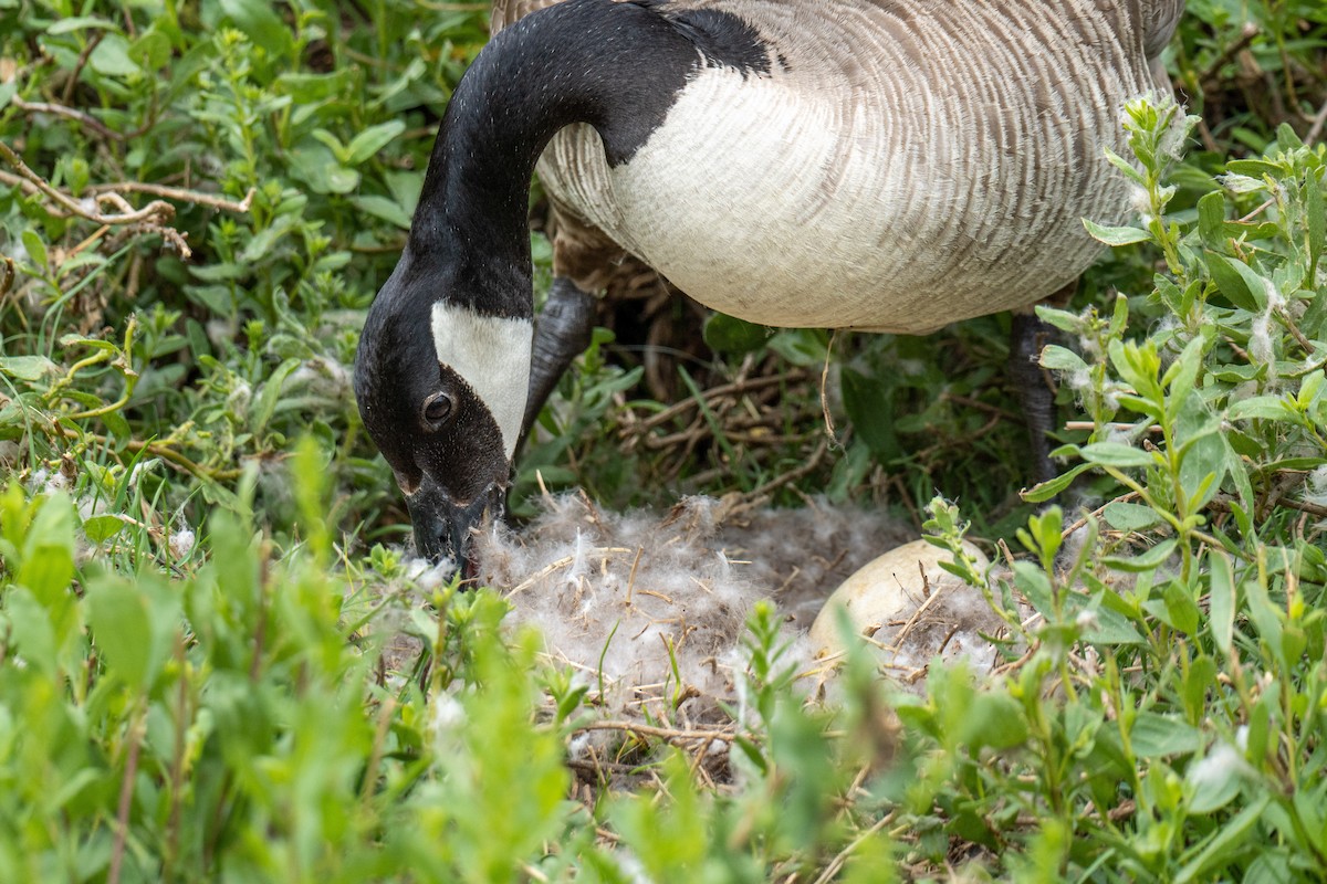 Canada Goose - ML565199911