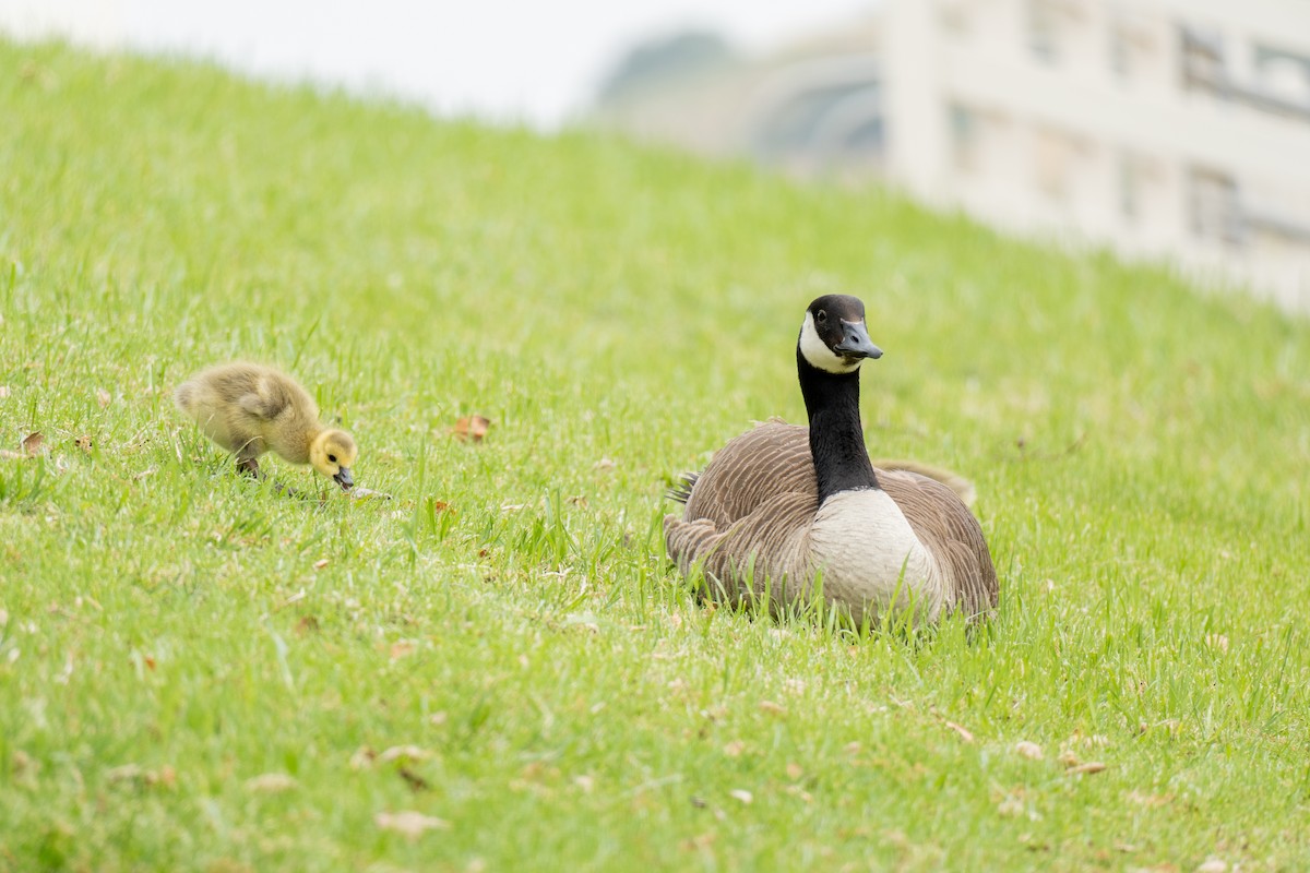 Canada Goose - ML565199971