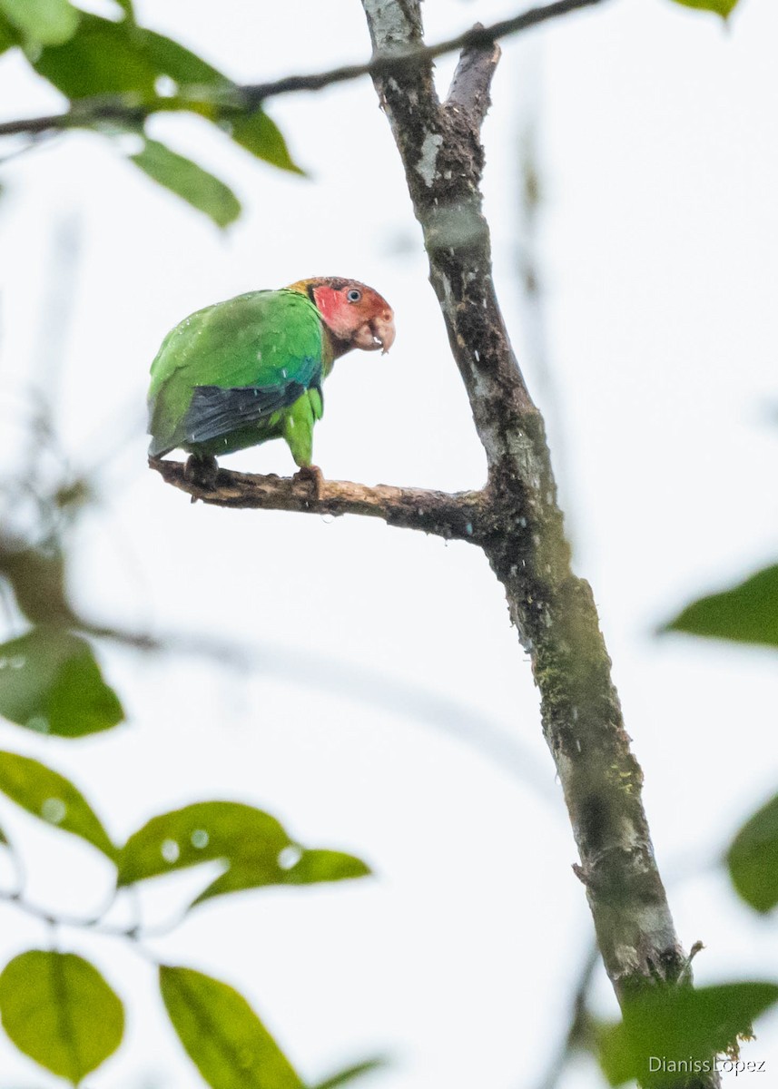 Rose-faced Parrot - ML565200011