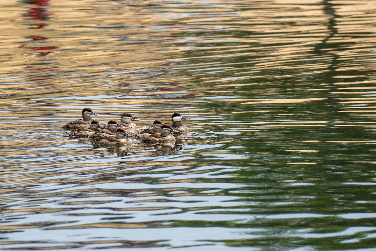 Ruddy Duck - ML565200021