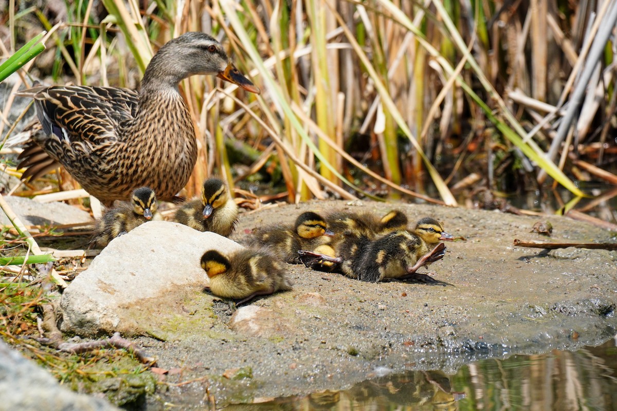 Mallard - ML565200161