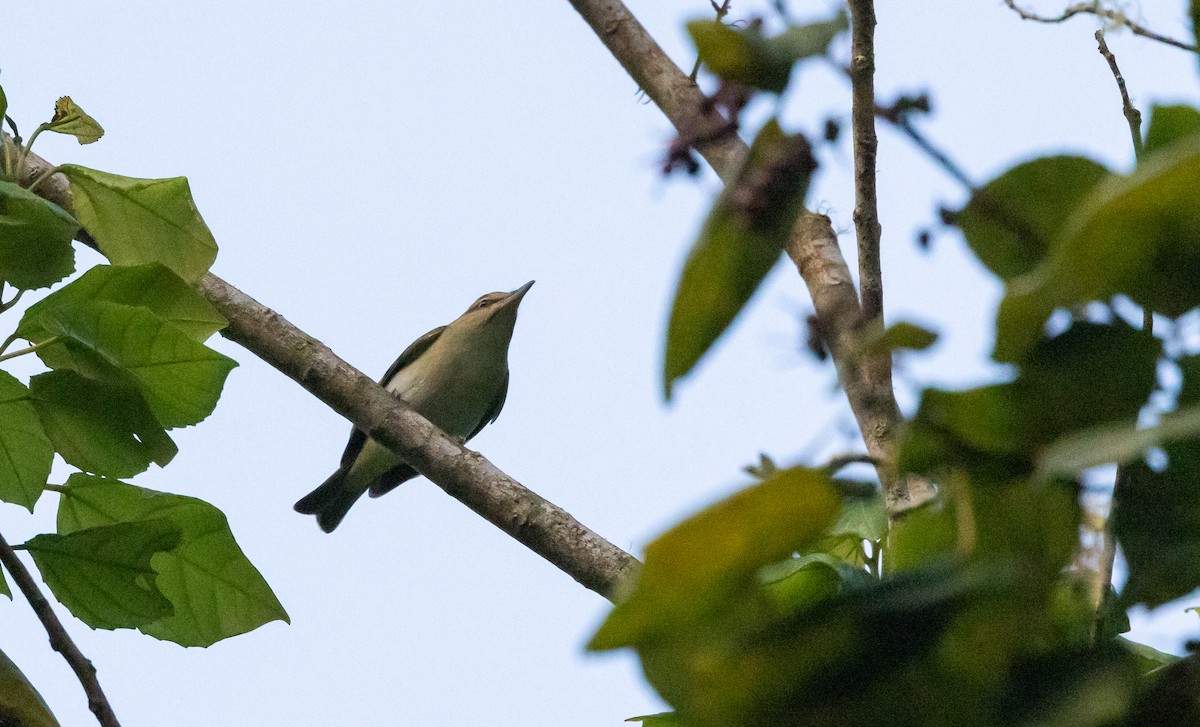 Black-whiskered Vireo - Jay McGowan