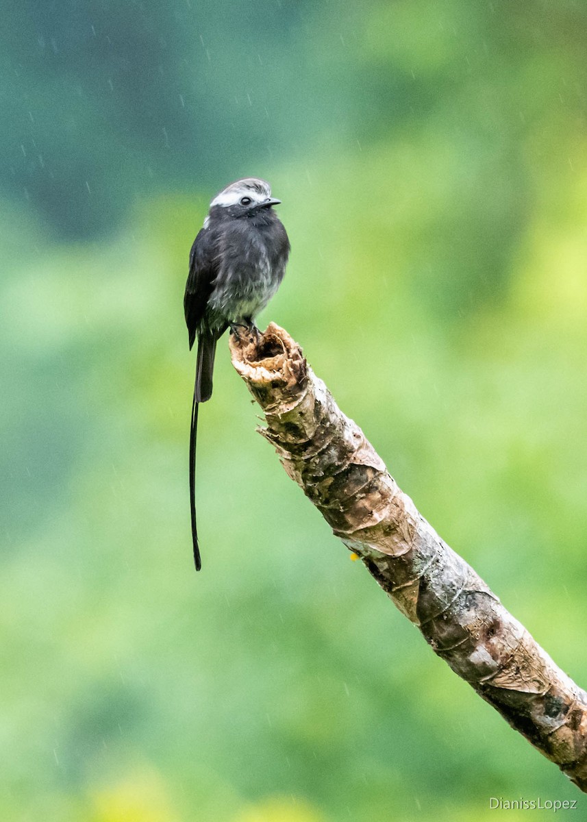 Long-tailed Tyrant - ML565200591