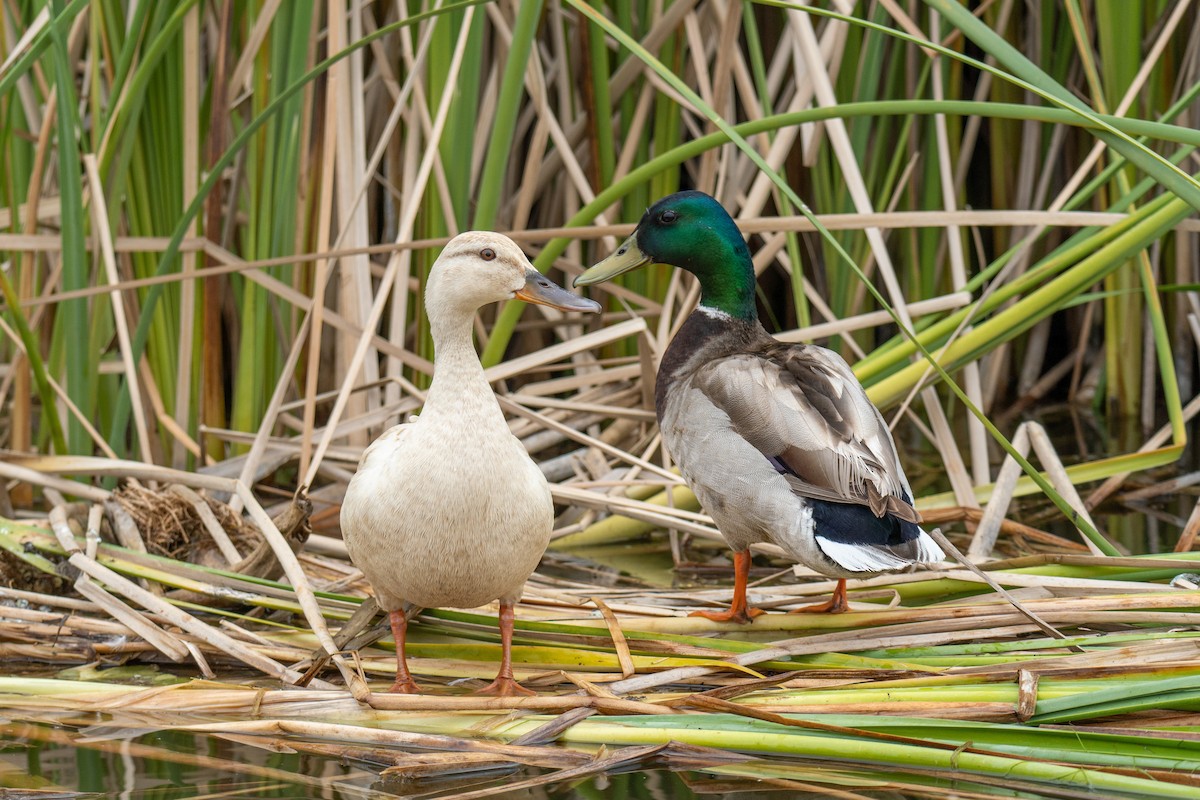 Mallard - ML565200721