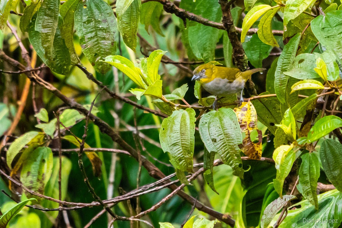 Yellow-throated Chlorospingus - ML565200751