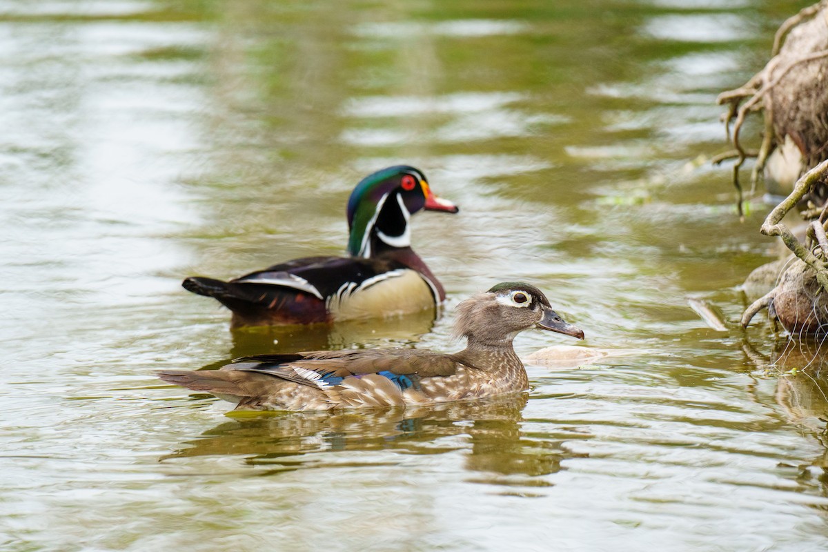 Wood Duck - ML565200761