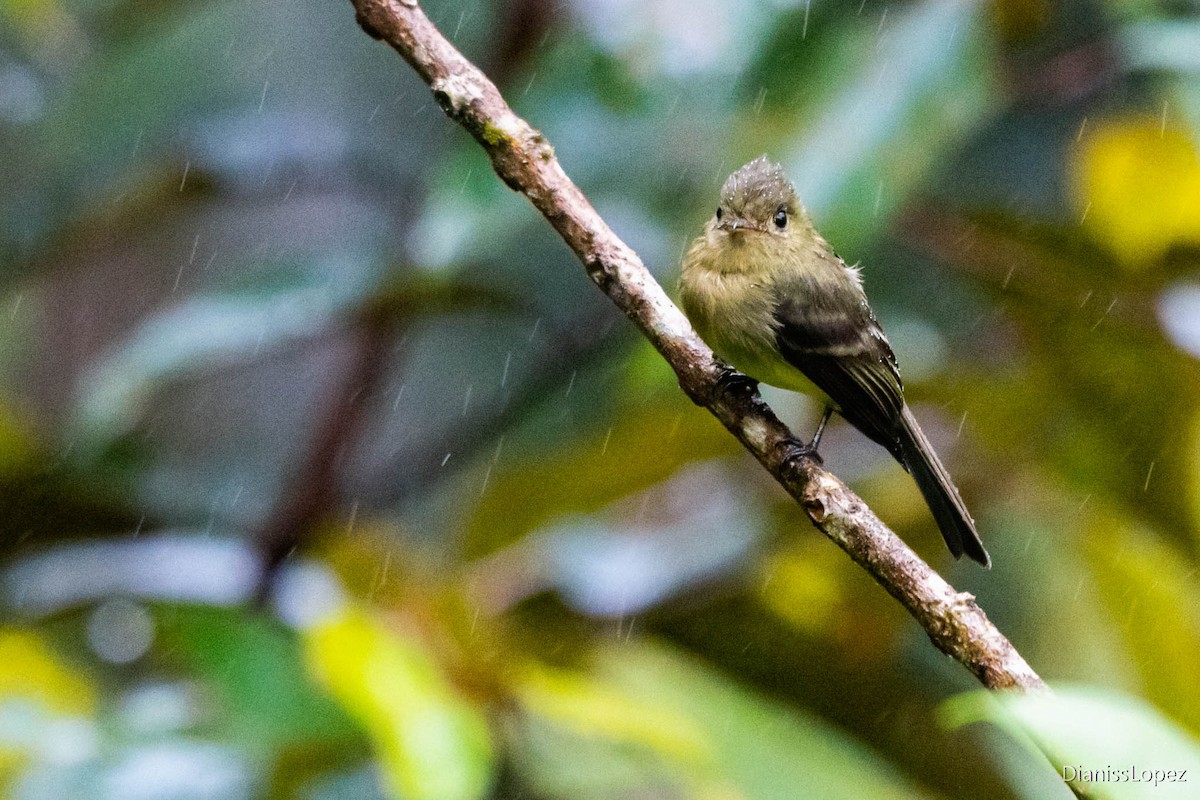 Tufted Flycatcher - ML565201051