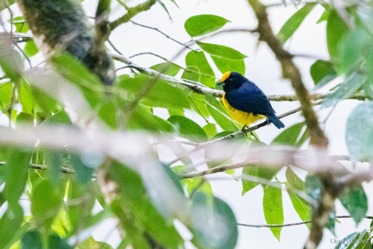 Fulvous-vented Euphonia - ML565201581