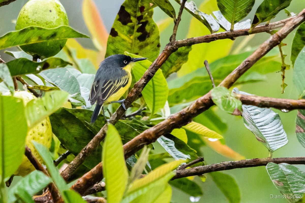 Common Tody-Flycatcher - Diana López G