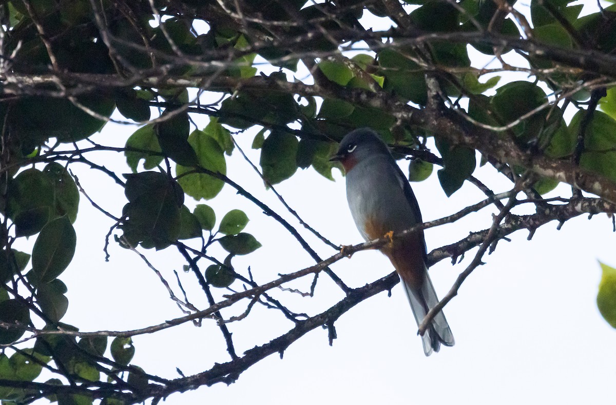 Rufous-throated Solitaire (Rufous-throated) - ML565201661