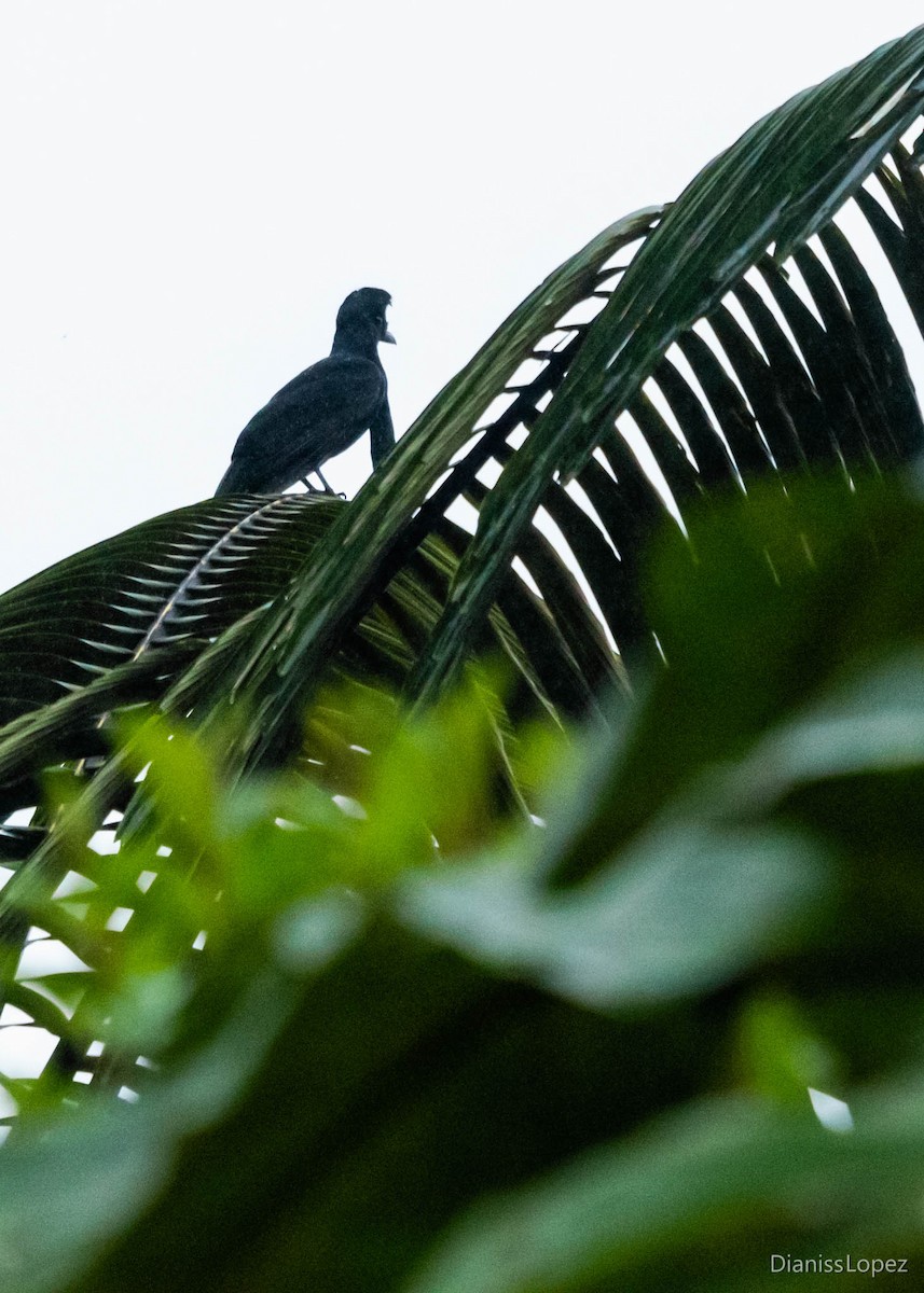 Long-wattled Umbrellabird - ML565201681