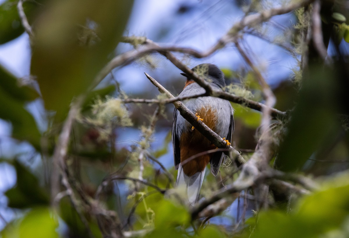 Rufous-throated Solitaire (Rufous-throated) - ML565201831