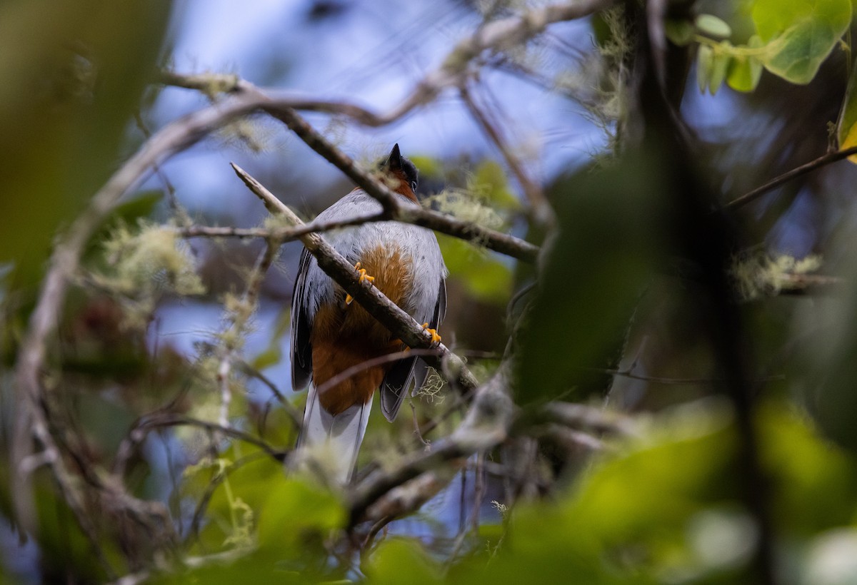 Rufous-throated Solitaire (Rufous-throated) - ML565201841