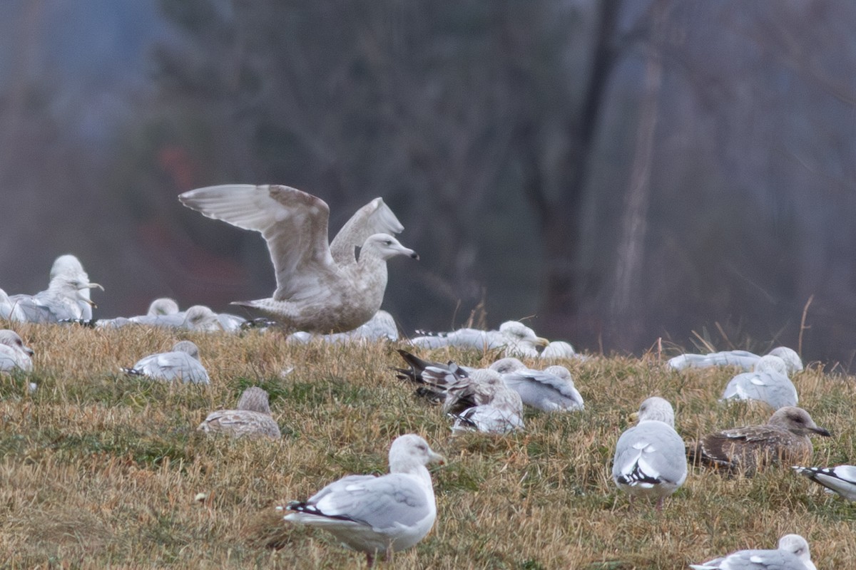 Herring x Glaucous Gull (hybrid) - ML565201851