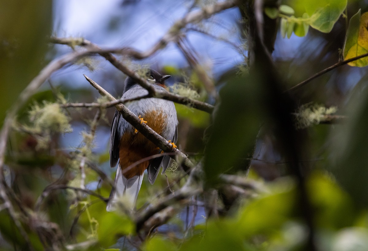 Rufous-throated Solitaire (Rufous-throated) - ML565201861