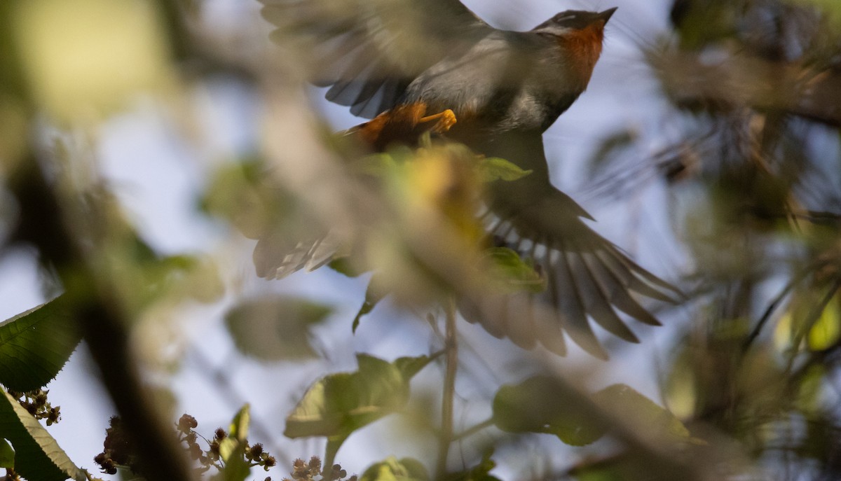 Rufous-throated Solitaire (Rufous-throated) - ML565201941