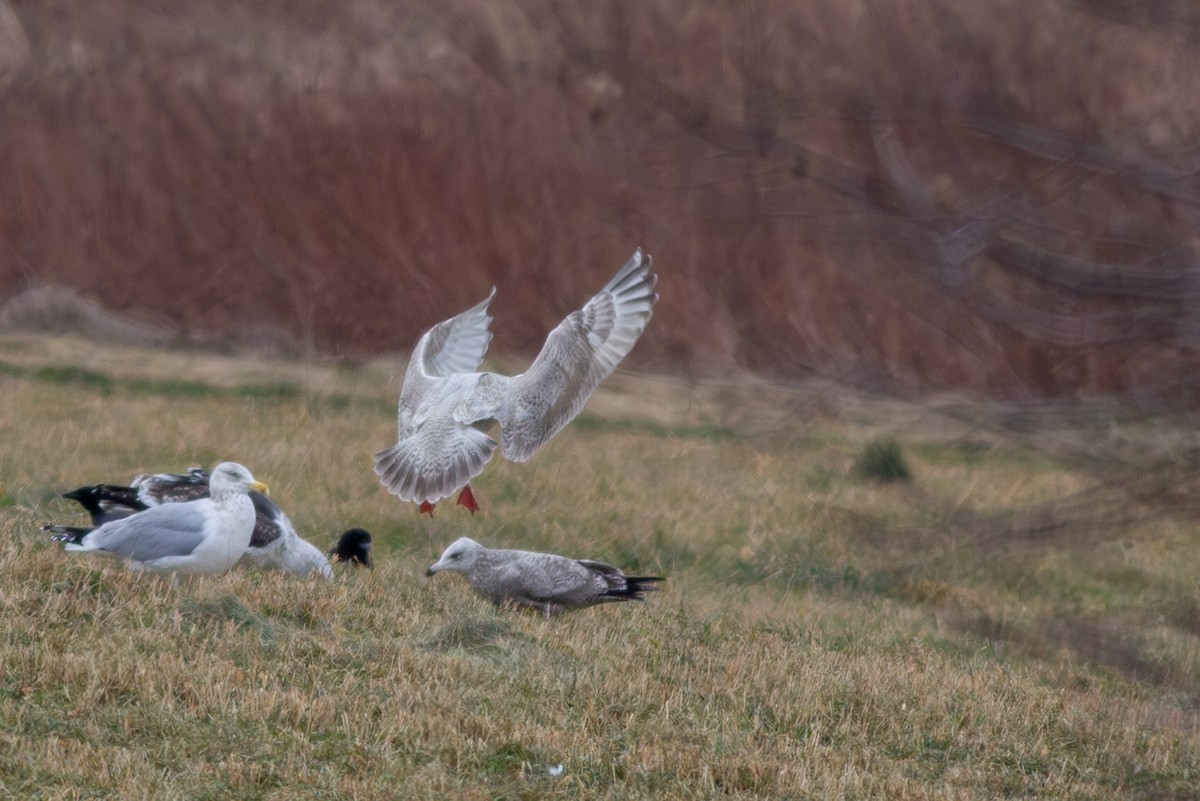 Herring x Glaucous Gull (hybrid) - ML565202021