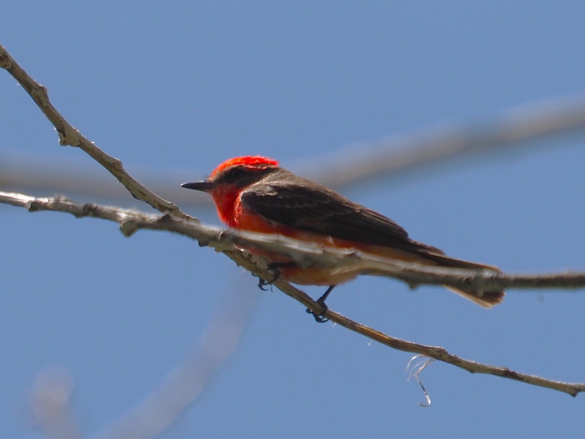 Vermilion Flycatcher - Jack Wickel