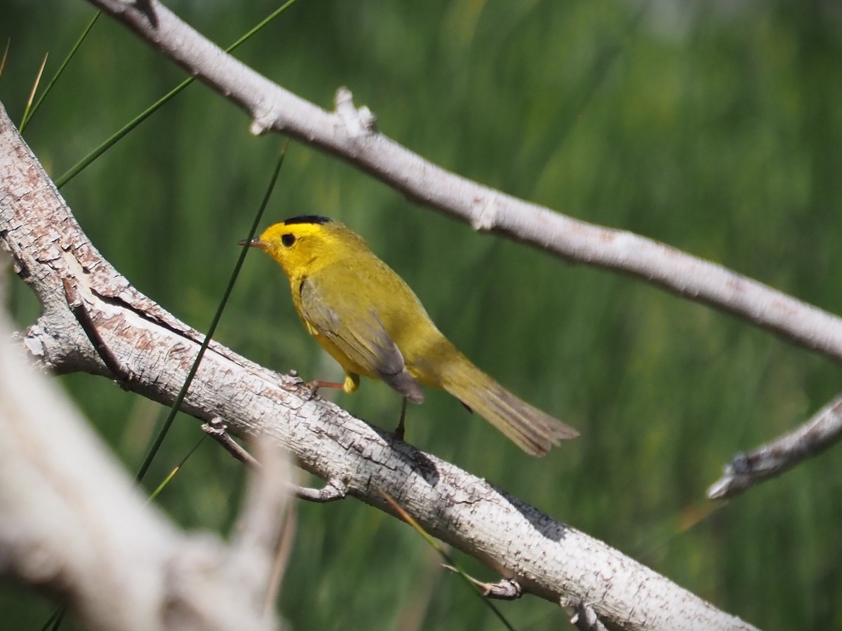 Wilson's Warbler - ML565204301