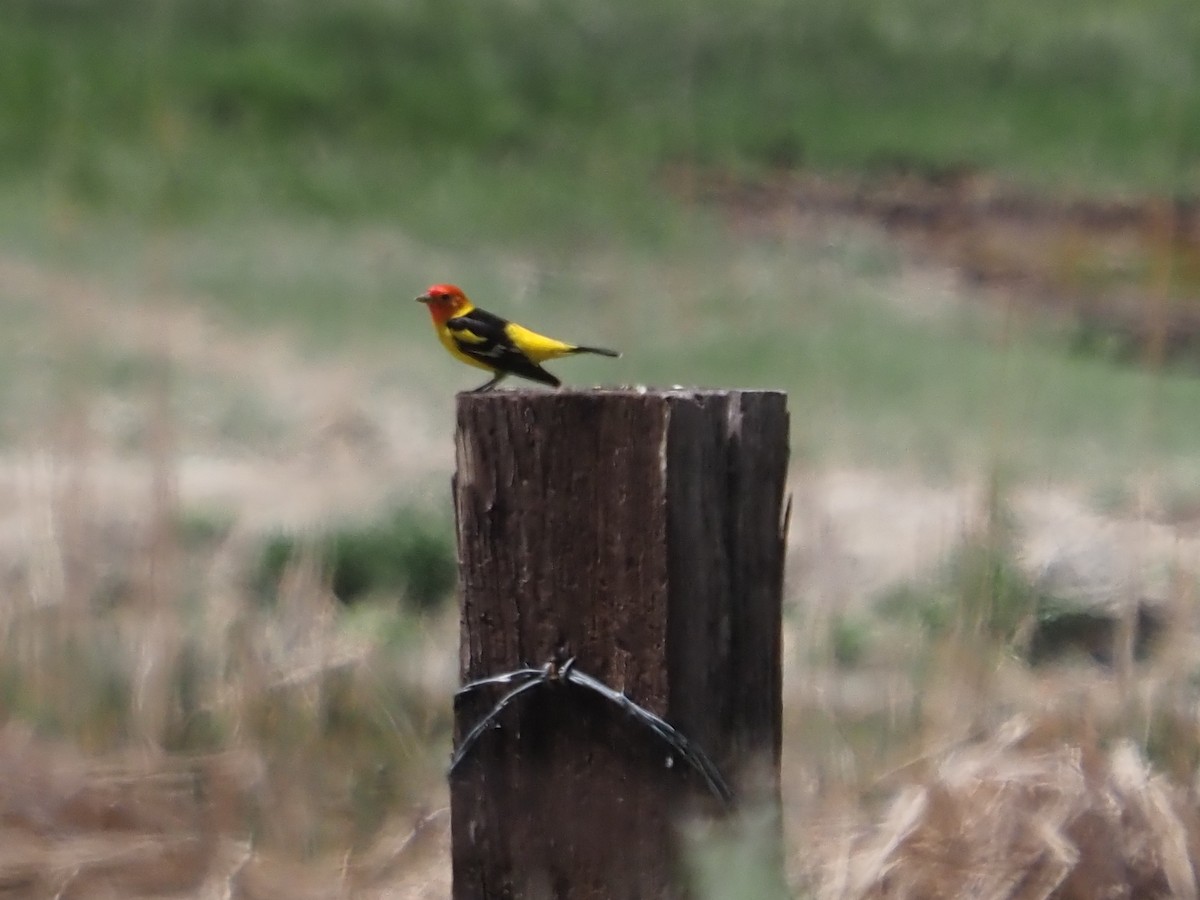 Western Tanager - Jack Wickel