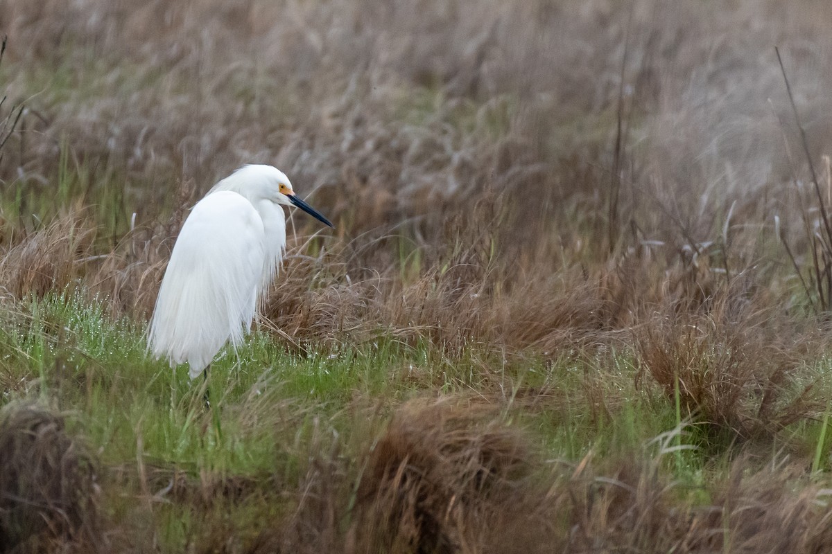 Snowy Egret - Lisa Nasta