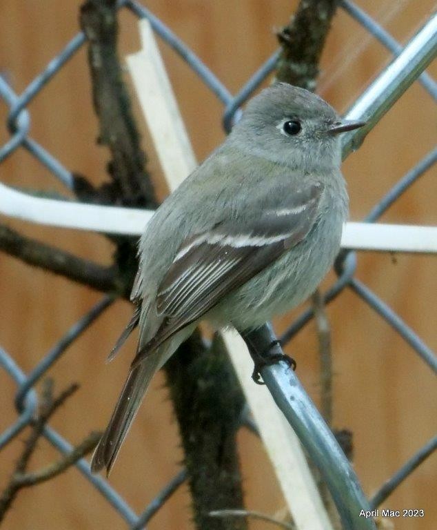 Hammond's Flycatcher - April MacLeod