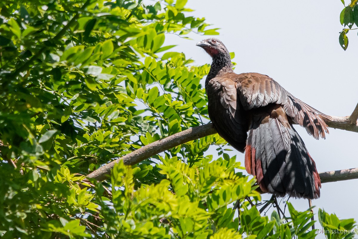 Chachalaca Colombiana - ML565205461