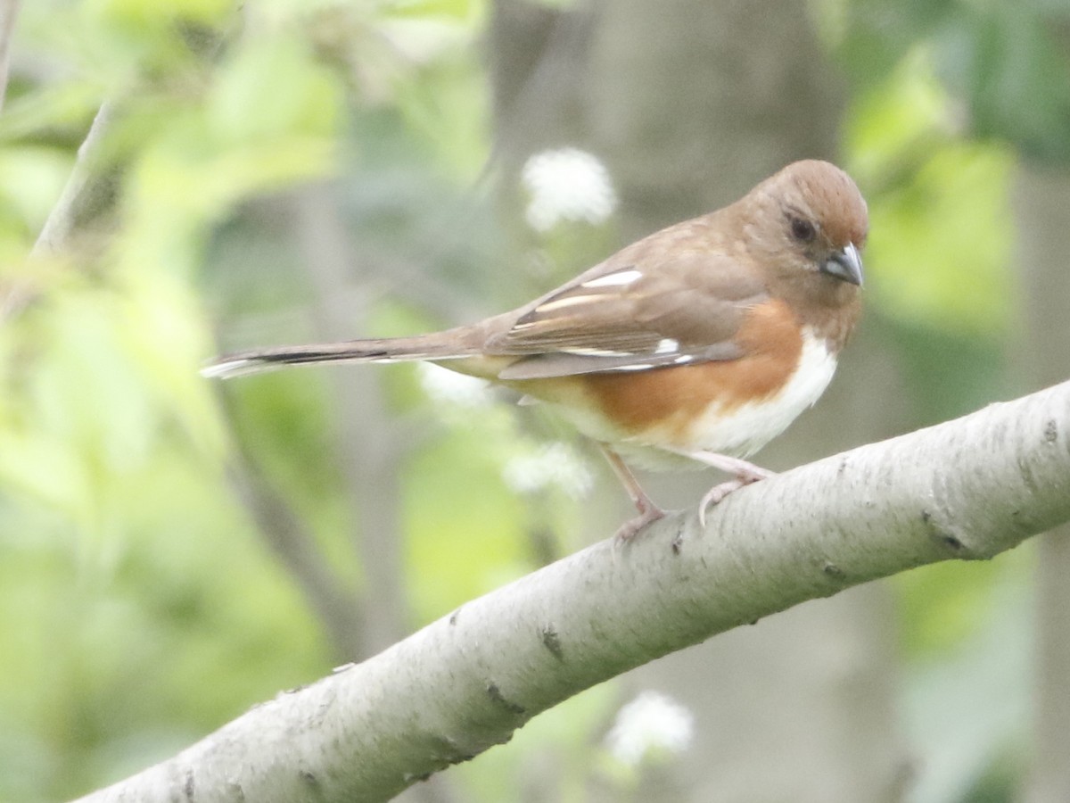 Eastern Towhee - ML56520561