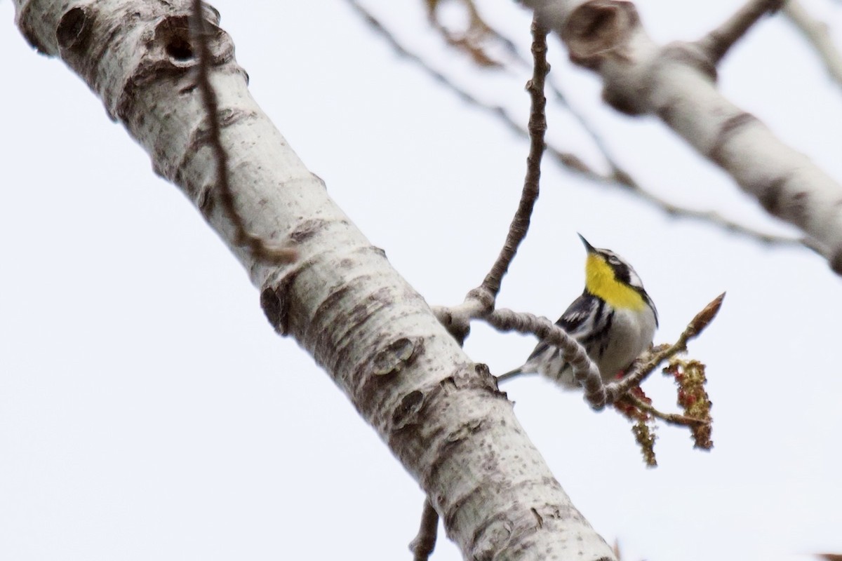 Yellow-throated Warbler - ML565206211