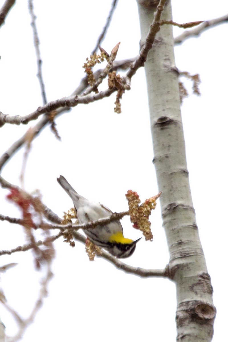 Yellow-throated Warbler - ML565206271