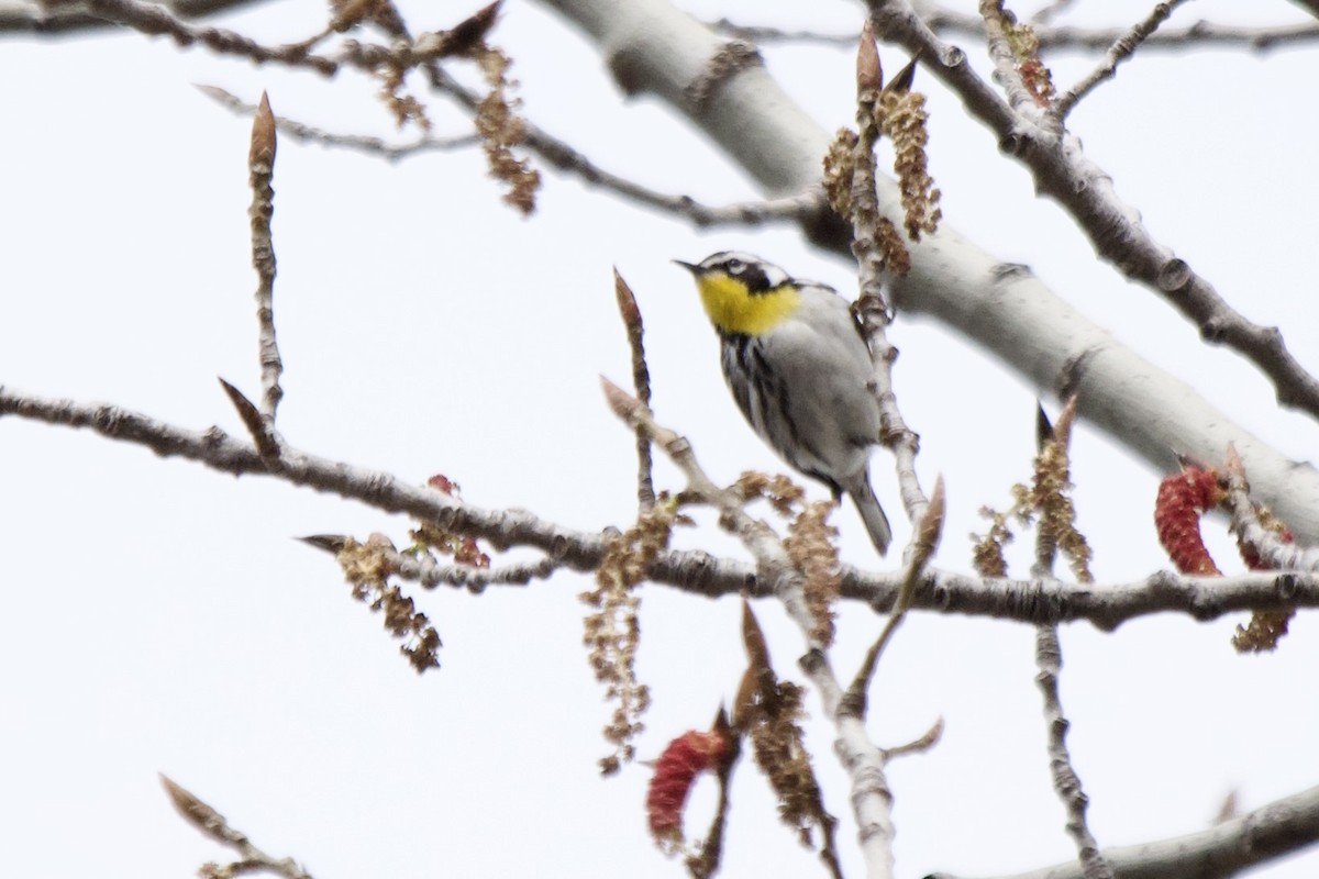 Yellow-throated Warbler - ML565206451