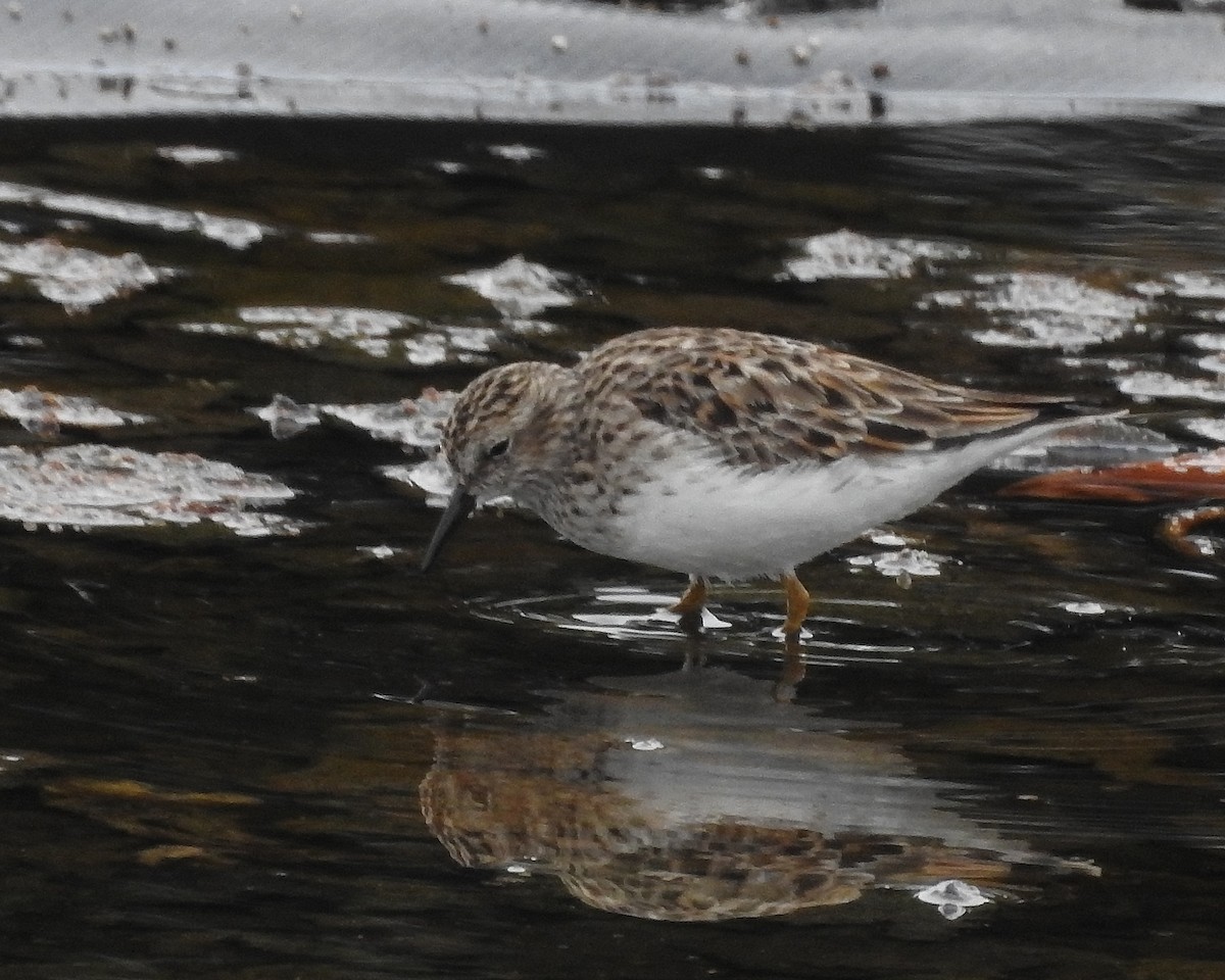 Least Sandpiper - ML565206801