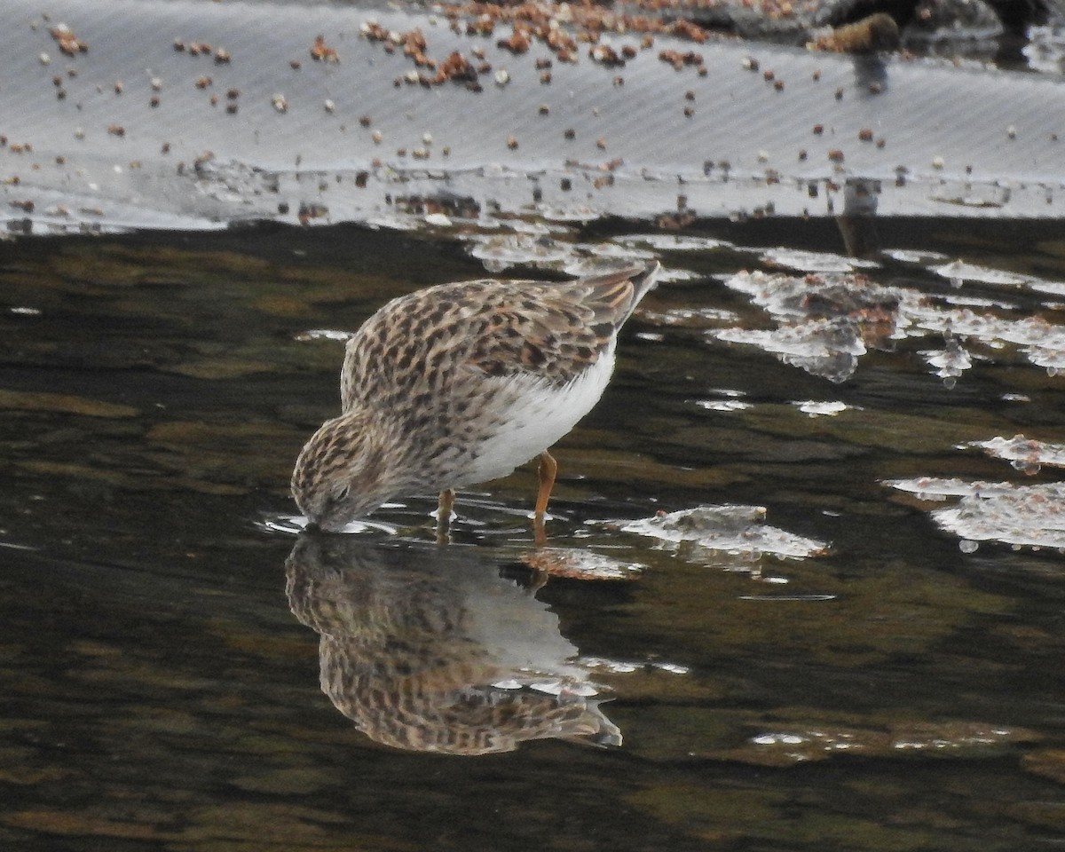 Least Sandpiper - ML565206901