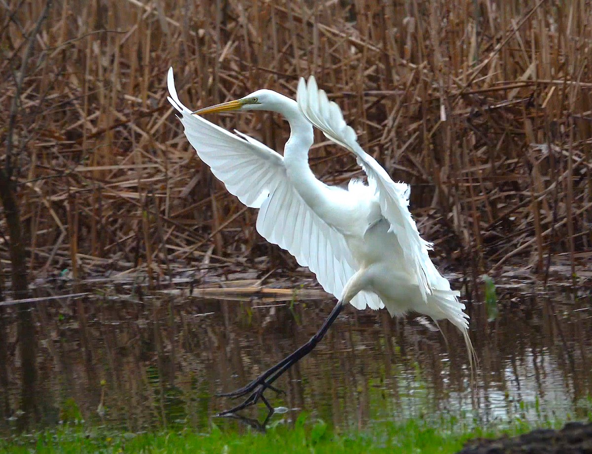 Great Egret - Tom Haggerty