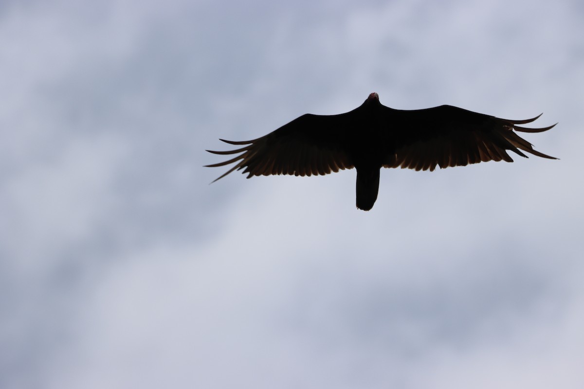 Turkey Vulture - ML565207801