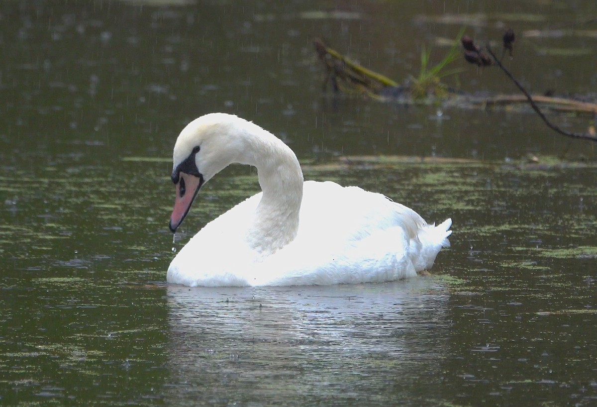 Mute Swan - ML565209181