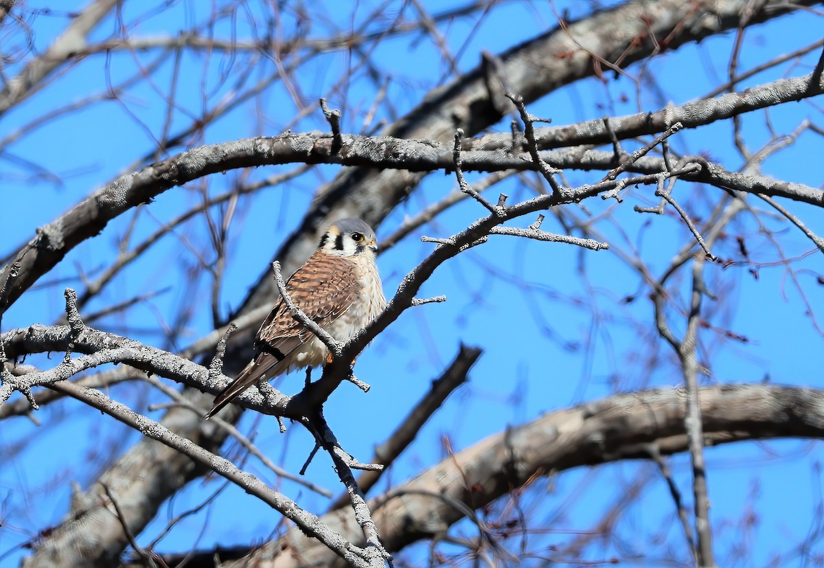 American Kestrel - ML565210081