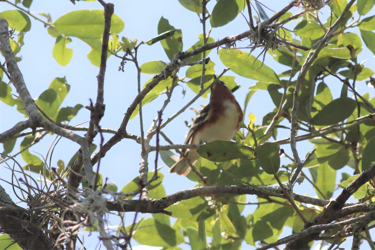 Bay-breasted Warbler - ML565211751