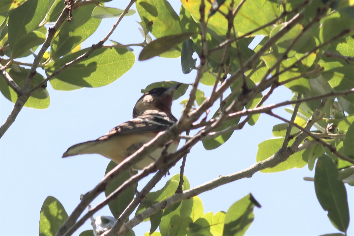Bay-breasted Warbler - ML565211761